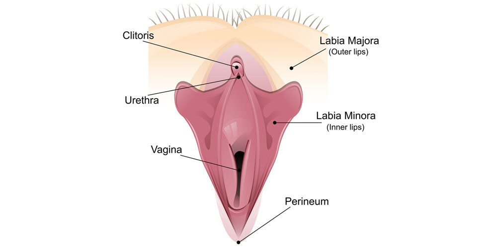 Der äussere Genitalbereich umfasst den Venushügel, die Vulva mit den äusseren (Labia majora) und inneren Schamlippen (Labia minora), die Klitoris (Kitzler)und unterhalb befindet sich die Einmündung der Harnröhre (Urethra).