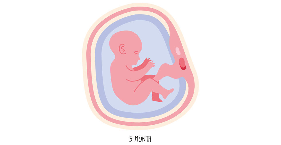 Das Baby steckt nun viel Energie in das Wachstum und legt erste Fettpolster an. Die Sinnesorgane werden ausgebildet und im Kiefer erscheinen die ersten Zähnchen.