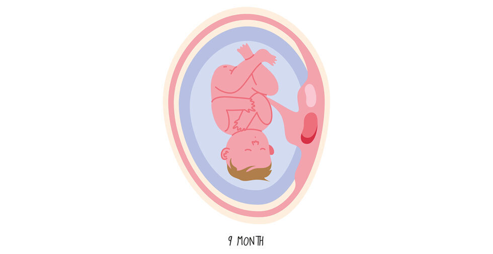 Ihr Baby ist bereit für die Geburt. Ab der vollendeten 37. Schwangerschaftswoche gilt jede Geburt als Termingeburt und nicht mehr als Frühgeburt.